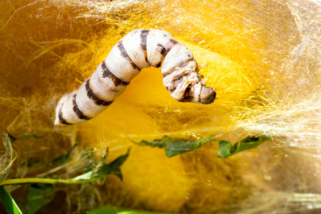 Silkworm spinning a cocoon during the sericulture process
